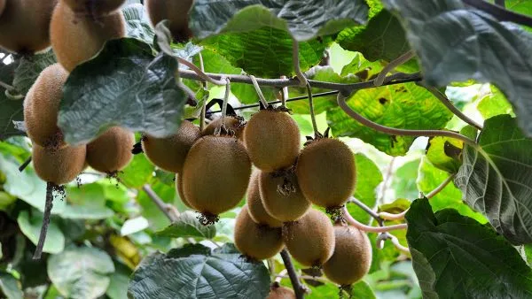 Kiwi